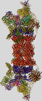 © MPI für Biochemie