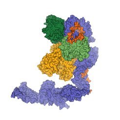 The ski complex plays an important role in the quality management of the cell.
