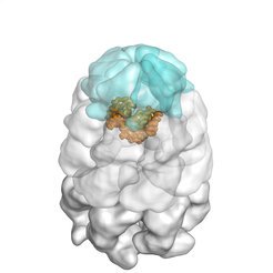 GroEL/ES nano-cage (light blue and white) with encapsulated substrate protein (orange).