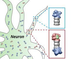 Figure: Shoh Asano © MPI of Biochemistry Protein degradation by the proteasome in neurons. The proteasomes (grey) of the nerve cell (neuron) are equipped with the regulatory particles at their ends. These structures change their shape depending on whether they have bound (red) proteins which have to be degraded (green) or not (blue).