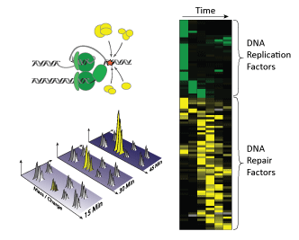 Markus Raeschle © MPI of Biochemistry <p><strong>Identification of DNA repair proteins by mass spectrometry: </strong>Collision of the DNA replication machinery with lesions in the DNA triggers the recruitment of a large number of DNA repair factors (yellow) that help to repair the lesions. In proteomic analyses proteins are fragmented and identified by their mass and charge. Proteomic profiles (right) indicate the maximal accumulation of DNA replication and repair factors on the DNA.</p>