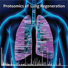 Novel mass spectrometry methods enable for the first time to quantify more than 8,000 proteins in the process of lung regeneration.