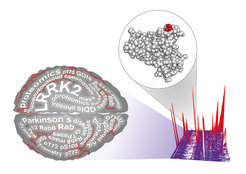 <p>Parkinson’s researchers used proteomics to identify Rab proteins as a physiological substrate of LRRK2, a Parkinson’s drug target. This finding may accelerate current research and open a novel therapeutic avenue.</p>