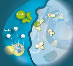 Binding of insulin to its receptor (green) on the cell surface leads to the phosphorylation (purple) of many proteins. These activated proteins can be quantitatively measured using the new “EasyPhos” method.