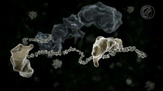 F.-Ulrich Hartl - Die Grundlagen der Proteinfaltung