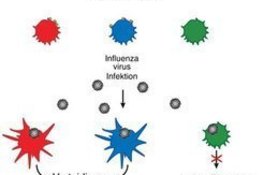 Arbeitsteilung im Immunsystem (Artikel MaxPlanckForschung)
