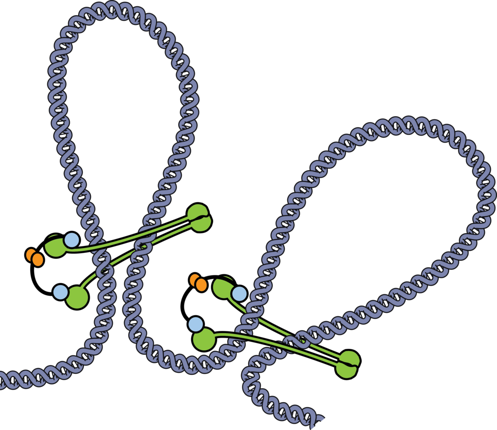 Ring chromosome 15 – cytogenetics and mapping arrays: a case report and  review of the literature | Journal of Medical Case Reports | Full Text