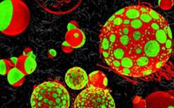 How did the first cells arise billions of years ago? And which features and capabilities did they have? Petra Schwille and her research department want to start from scratch and create a biological system from individual building blocks which is able to self-replicate – an ancestor of all cells.