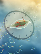 The internal clock of cells orchestrates 25 percent of all protein switches