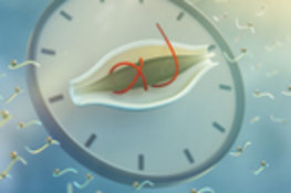 25 Prozent der Proteinschalter arbeiten nach der inneren Uhr der Zelle
