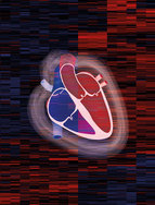 Proteome of the human heart mapped for the first time