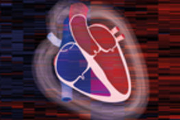 Proteome of the human heart mapped for the first time