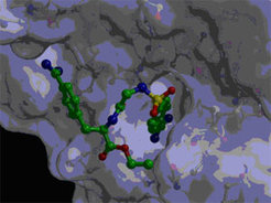 Inversed binding mode in factor Xa (a serine protease)