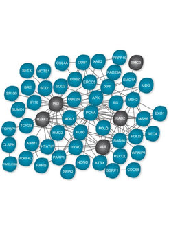 Die Forscher konnten zahlreiche Proteine identifizieren, die durch das Binden einer Acetylgruppe verändert werden. Das betrifft viel mehr Proteine, als zunächst vermutet (blau: neu identifizierte Proteine; grau: bekannte Proteine).