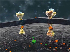 Damit die Axl-Kinase aktiv und ihr Signal zum Zellkern weitergeleitet wird, muss außen ein Signalstoff (blau) und innen der Energieträger ATP (grün) binden. Die Inhibitoren (orange) verhindern eine Signalweiterleitung, weil sie die ATP-Bindestelle blockieren. Bild: Axel Ullrich/ Copyright: MPI für Biochemie