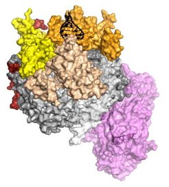 The crystal structure of a complete eukaryotic RNA Exosome complex reveals how it recognizes and processes its substrate. RNA (black) is recognized and unwound by the cap proteins (yellow, beige, orange), threaded inside the barrel (grey) and targeted to the active site of the catalytic subunit (in violet), where processive degradation occurs. (Graphics: Debora L. Makino/Copyright: MPI of Biochemistry)