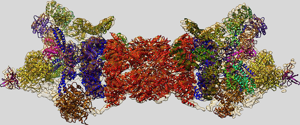 © MPI für Biochemie