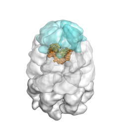 GroEL/ES nano-cage (light blue and white) with encapsulated substrate protein (orange).