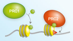 The Polycomb Repressive Complex 1 (PRC1) modifies nucleosomes - a complex made of histone proteins (yellow cylinder) and DNA (white double helix) - by linking a small molecule called ubiquitin (green hexamer) to a specific site on one of the histone proteins. The ubiquitin tag promotes binding of Polycomb Repressive Complex 2 (PRC2) that in turn then adds a methylation tag (red triangle) to a specific site on one of the other histone proteins.