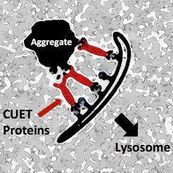 The newly identified proteins, termed CUET proteins (for Cue5/Tollip adaptors; shown in red), recognize pathological protein aggregates (cellular waste), including those of human neurodegenerative diseases. CUET proteins also associate with specific cellular structures that target the whole complex to the cellular waste disposal and recycling station, the lysosome.
