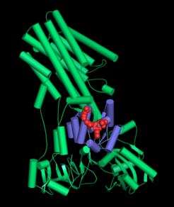Structural model of the human calcium transporter SPCA1: The cofilin binding domain is displayed in purple. The four residues required for direct cofilin binding are indicated as red spheres.
