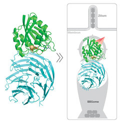 Once the BBSome has uptaken the protein supply for the cilium, ARL6 (green) binds to BBS1 (blue) thus directing the BBSome to its destination.