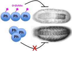 Die Entwicklung der jungen Fliegenembryos (rechts) hängt an einem kleinen Anhängsel: um Gene in bestimmten Zellen abzustellen (Zellen ohne schwarzes Signal) benötigt er das Protein Polyhomeotic (Ph, blau). In normalen Embryonen (oben) werden dem Ph Protein kleine Zuckermoleküle (O-GlcNAc, pink) angehängt. Fehlen diese Anhängsel, verklumpen die einzelnen Ph Moleküle und können die Gene nicht mehr abschalten (unten). In der Folge verlieren die verschiedenen Zellen im Embryo ihre Identität und folgen alle dem gleichen Entwicklungsprogramm (alle Zellen mit schwarzem Signal, unten rechts).