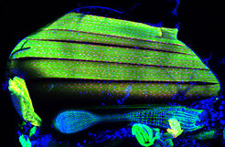 The flight muscle nuclei of Drosophila (red) require the splicing regulator Arrest to express the right components of the contractile machines (sarcomeres, green).