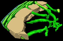 The image shows a three dimensional cross section of a chloroplast of the alga Chlamydomonas. Small tubular structures connect the energy generating thylakoids (green stacks on the left) with the RuBisCO-containing pyrenoid (right), where carbon dioxide is fixed into sugar molecules.