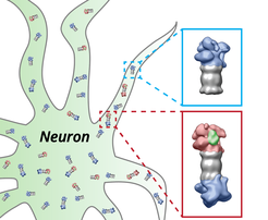 Protein degradation by the proteasome in neurons. The proteasomes (grey) of the nerve cell (neuron) are equipped with the regulatory particles at their ends. These structures change their shape depending on whether they have bound (red) proteins which have to be degraded (green) or not (blue).