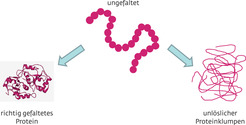 Bild 2 | Schema der Proteinfaltung