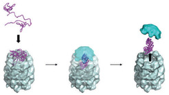 Bild 3 | Struktur eines Chaperoninproteins