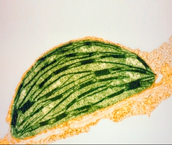 Die Solaranlage des Tabaks: Einer von bis zu 100 Chloroplasten aus der Zelle eines Tabakblattes. Sein Inneres ist von Stapeln flacher Membranscheiben angefüllt (fadenförmige Strukturen), in denen sich der Fotosynthese-Apparat befindet. Chloroplasten besitzen wie die Mitochondrien eigenes Erbgut (helle Flächen).