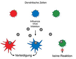 Seitenansicht von Drosophila melanogaster (links: Kopf): Ein genetisches Programm ist für die Entwicklung verschiedener Muskelzellen der Fruchtfliege verantwortlich