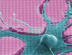 Nervenzelle einer Schlammschnecke (Lymnaea stagnalis) auf einem Chip mit 128x128 Sensoren in CMOS (Complementary Metal Oxide Semiconductor)-Technologie. Die Sensoren messen die elektrische Aktivität der Zelle.