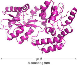 Fig. 1: X-ray crystallographic characterization of a three-dimensionally folded maltose-binding protein.