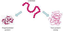 Fig. 2 | Schematic representation of protein folding.