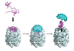 Fig. 3 | Action of the chaperonin protein.