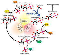 Left: Carbon dioxide conversion in the Calvin cycle: In this cycle, carbon occurs in the form of carbon dioxide and leaves it as sugar. The cycle uses ATP as an energy source; NADPH provides energy-rich electrons for the formation of the sugar molecules. In order for a sugar molecule to be produced, the cycle must be run through three times, and three carbon dioxide molecules must be fixed. The enzyme Rubisco enables the addition of carbon dioxide to the sugar ribulose-1,5-bisphosphate (carbon fixation). In phase 2, glyceraldehyde-3-phosphate – a sugar with three carbon atoms from which the plant can build other organic compounds – forms. The ribulose is regenerated again in phase 3. Below: During the light reactions, low-energy electrons from water molecules are elevated to a higher energy level and stored in the NADPH. ATP is also produced in the process. Using the chemical energy stored in the NADPH and ATP, sugar can then be produced during the Calvin cycle.