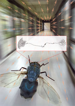 A fly, flying along a corridor, produces through its movement a constant shift of the pictures of the environment on its eyes (illustrated with arrows). This "vector field" must be analysed on a higher level of the visual centre, called the Lobula plate, so as to control and correct the flight course. Turns are controlled by the direct connection of two nerve, the HSE cell (right) and the H2-Zelle (left).