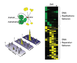 Identifikation von DNA-Reparaturproteinen mittels Massenspektrometrie: Wenn die DNA-Replikationsmaschinerie auf Schäden trifft, werden viele DNA-Reparaturfaktoren hinzugezogen, um die Schäden zu beheben. In proteomischen Analysen werden die Proteine in kleine Stücke zerschnitten und anhand ihrer genauen Masse und Ladung identifiziert. Proteomische Profile (rechts) geben Auskunft darüber, zu welchem Zeitpunkt die Replikations-und Reparaturfaktoren am stärksten auf der DNA angereichert sind.