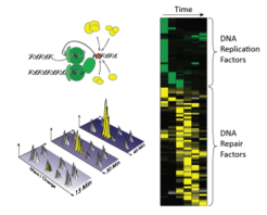 Identification of DNA repair proteins by mass spectrometry: Collision of the DNA replication machinery with lesions in the DNA triggers the recruitment of a large number of DNA repair factors (yellow) that help to repair the lesions. In proteomic analyses proteins are fragmented and identified by their mass and charge. Proteomic profiles (right) indicate the maximal accumulation of DNA replication and repair factors on the DNA.