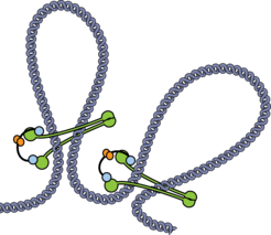 Der SMC-Proteinkomplex (grün, blau, orange) umfasst die DNA (grau) wie eine Klammer und sorgt so für Ordnung.