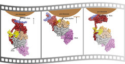 Multiple RNA paths in the nuclear exosome complex during pre-ribosomal processing.