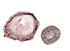 The cell adhesion protein talin (shown in red) bears mechanical forces of seven to ten piconewton und mediates the engagement of cell adhesions to the actin cytoskeleton (shown in grey). This talin linkage allows cells to sense the stiffness of their environment so that cell adhesions become reinforced on stiff substrates (left cell). Impairing the mechanical talin linkage leads to a loss of cellular rigidity sensing (right cell).