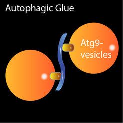 Two Atg9-vesicles (orange) are tethered by the Atg1-kinase complex (blue S-shaped structure). The vesicles are the raw material for a cellular trash bag.