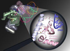 GEN1 is an important protein capable of cutting through DNA that has undergone a complex crossover. The chromodomain helps here. This process is used in the repair of DNA double-strand breaks.