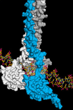 Three HSF1 molecules (white, blue, grey) associate to ensure stable interaction between HSF1 and DNA. This activates the production of cellular crisis helpers, the heat-shock proteins.