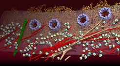 Cryo-electron tomography reveals the molecular organization of various components of the cell in their natural environment.