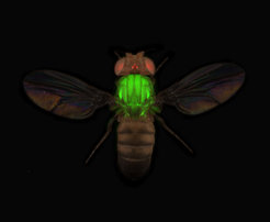 Ordinarily, of course a fly does not shimmer green. Here, researchers - with the help of genetic tricks - succeeded in making a muscle protein glow, which they can then locate under a fluorescence microscope.
